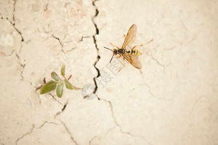 食蚜蝇墙上的黄蜂和杂草背景