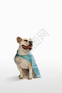 披披风坐着的狗背景图片