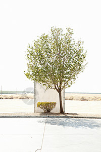 停车场孤树背景图片