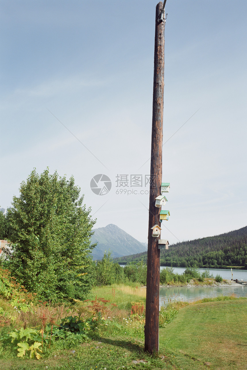 电话杆上的鸟舍图片