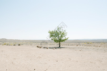 沙漠景观中的孤树背景图片