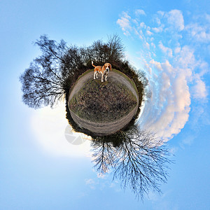公园里的小猎犬360度全景背景图片