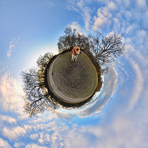 公园里的小猎犬360视角背景图片
