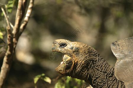 加拉帕戈斯乌龟高清图片