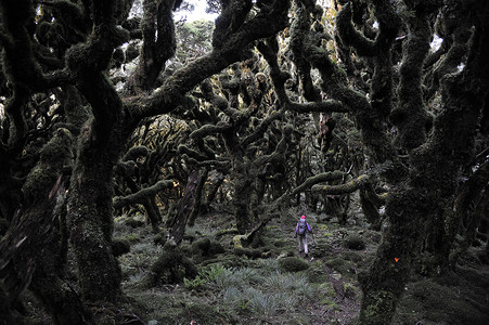 塔拉里亚山脊新西兰塔鲁拉山脊黑森林中的女徒步旅行者背景