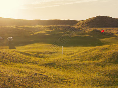 英国苏格兰南乌斯特岛阳光下的高尔夫球场上放牧的绵羊背景