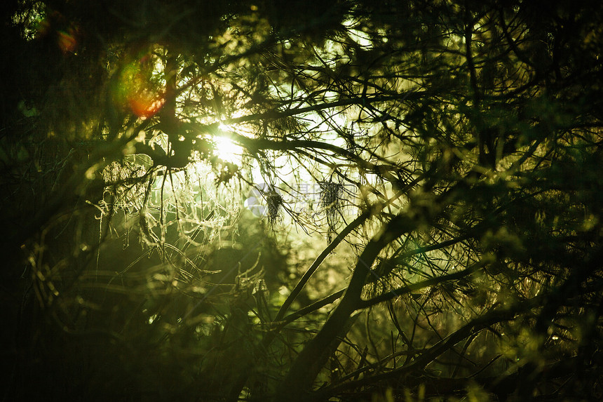 茂密的暗森林里的阳光图片
