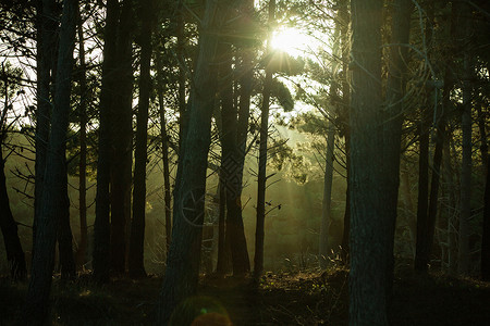 有阳光和树影的暗森林背景图片