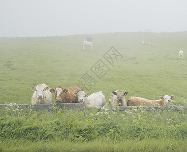 苏格兰萨瑟兰托莫尔薄雾中的好奇牛图片