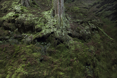 阿盖尔和巴特覆盖着绿色地衣和苔藓的森林树根背景