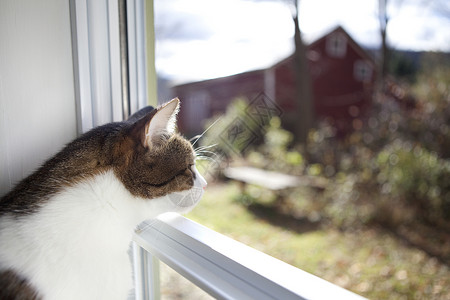 思考的猫一只猫透过窗户看背景