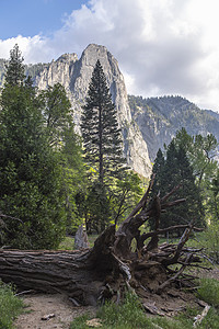 美国加利福尼亚州约塞米蒂国家公园的山景和倒下的树背景图片