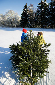 孩子们在雪地里拉圣诞树图片