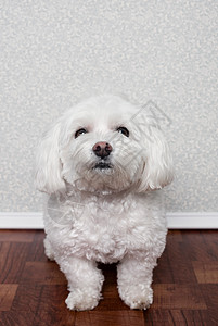 马耳他狗的肖像图片