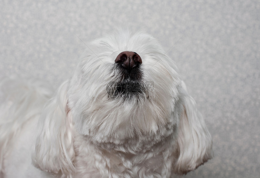 马耳他犬抬头图片