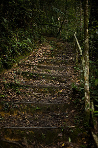 马来西亚基纳巴卢山森林之路背景图片