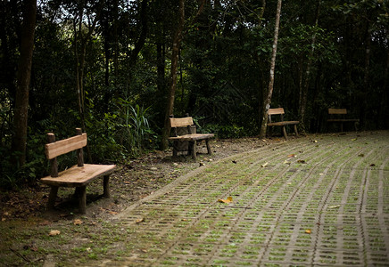 马来西亚基纳巴卢山森林长椅高清图片
