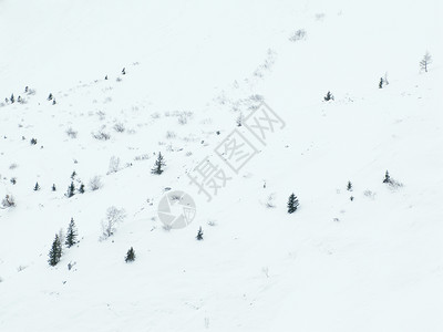 雪中的树夏蒙尼法国图片