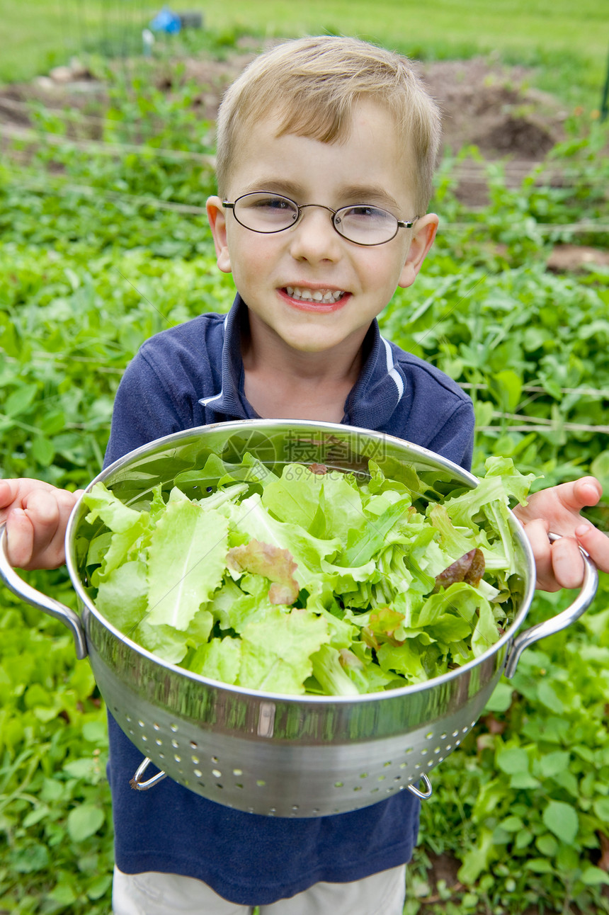 从花园里收集生菜的小男孩图片