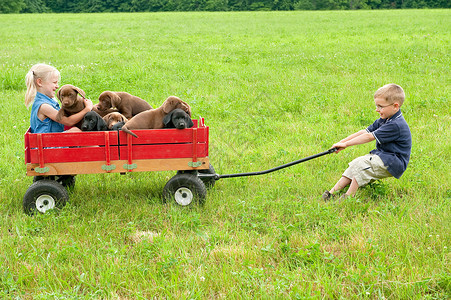开货车男孩男孩车女孩和小狗坐在车里背景