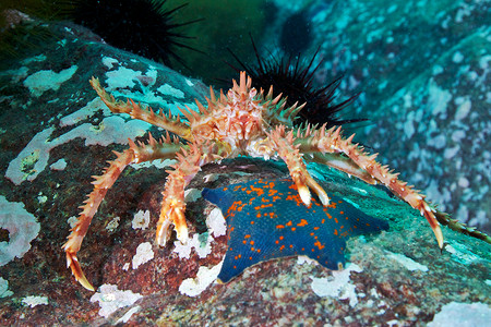 红帝王蟹和海星背景图片
