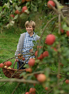 男孩在收获季节摘苹果背景图片