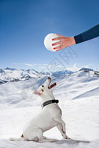 雪中的狗仰望雪球图片