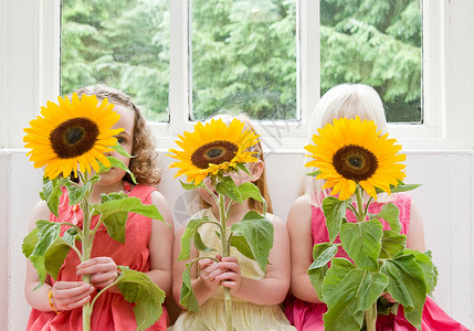 3个女孩，3朵向日葵，3扇窗户图片