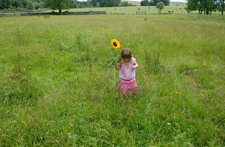 拿着向日葵在草地上的小女孩图片