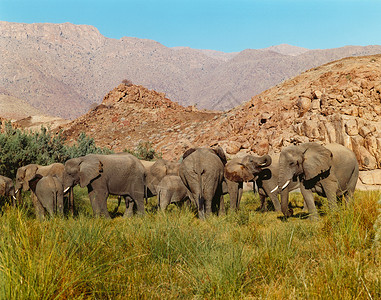 纳米比亚沙漠象家族图片
