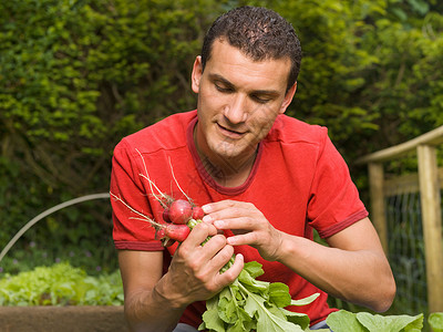 在园子里采集蔬菜的男人背景图片