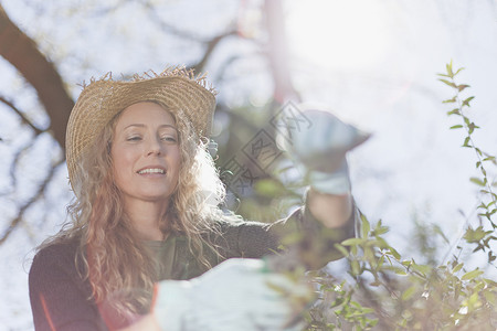 修剪灌木叶子的女人图片