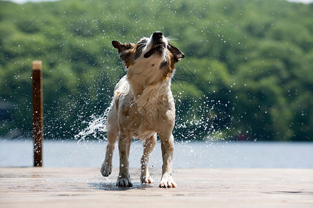 狗把头上的水抖掉高清图片