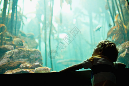 看鱼的孩子男孩在水族馆欣赏鱼背景