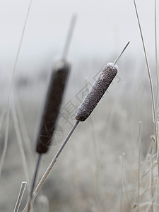 冬季芦苇图片