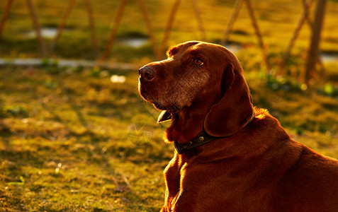 潘不拉多犬夕阳下的宠物狗背景