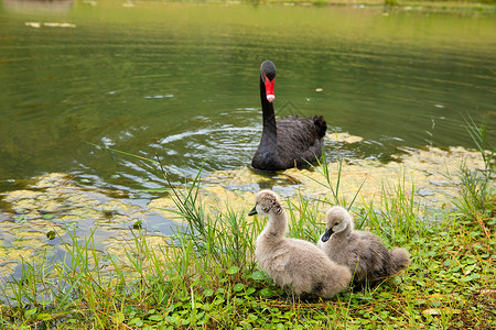 幼鸟湖边的丑小鸭和黑天鹅背景