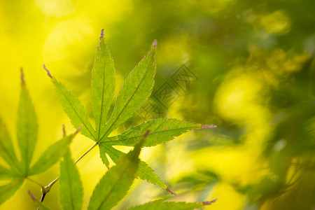 元宝槭秋季植物元宝枫树叶背景