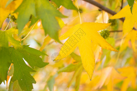 秋季植物元宝枫树叶背景图片