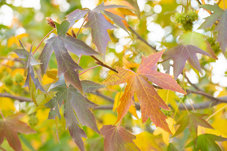 秋季植物元宝枫树叶图片