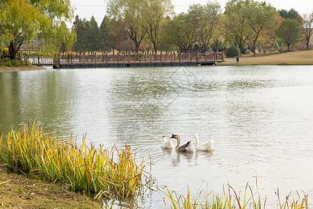 公园湖面上的灰鹅和白鹅图片