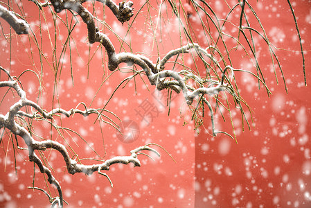 北京故宫红墙飘雪背景图片