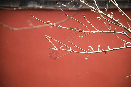红色喜庆风景网红北京故宫红墙的雪景背景