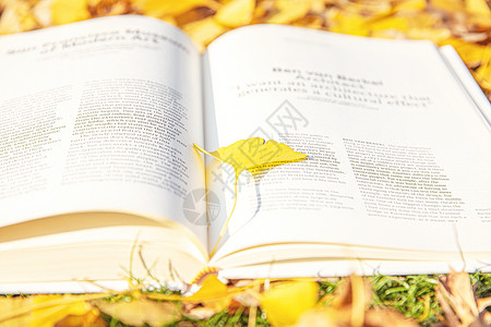 黄色书本银杏叶与书本背景