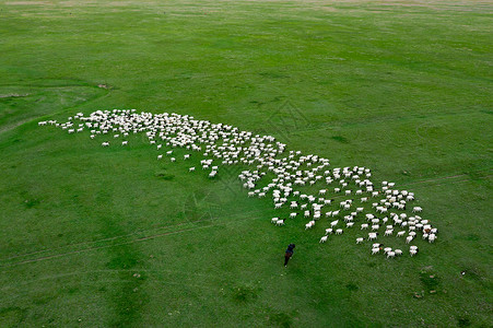 羊腱子肉航拍新疆巴音布鲁克大草原牧羊人羊群背景