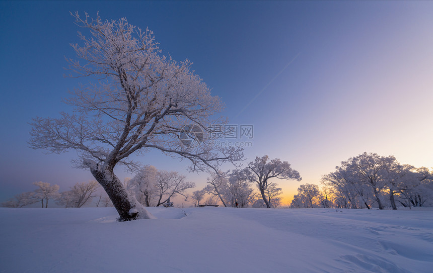 冰天雪地雾凇风光图片