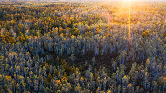 世界环境保护秋天的森林风景背景