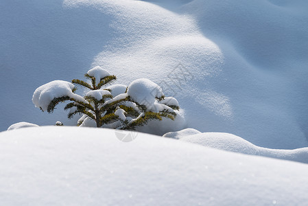 雪地上的小树伊春库尔滨大平台村东北冰雪世界风光背景