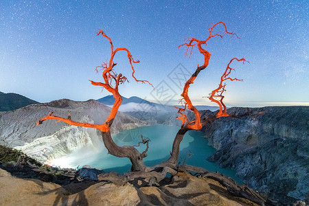 印尼宜珍火山上奇特的树背景图片