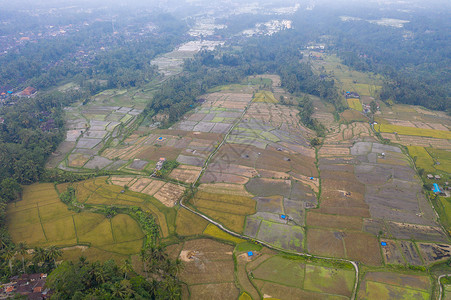 印尼巴厘岛风景印尼巴厘岛梯田航拍背景